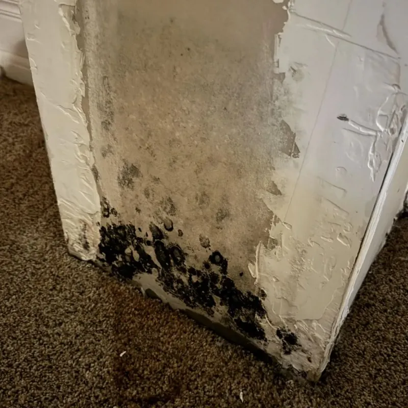 Professional Mold Removal in Johnsonville, SC
